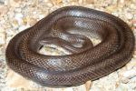 A Male Prairie Kingsnake Found June 2011 In Graves County.