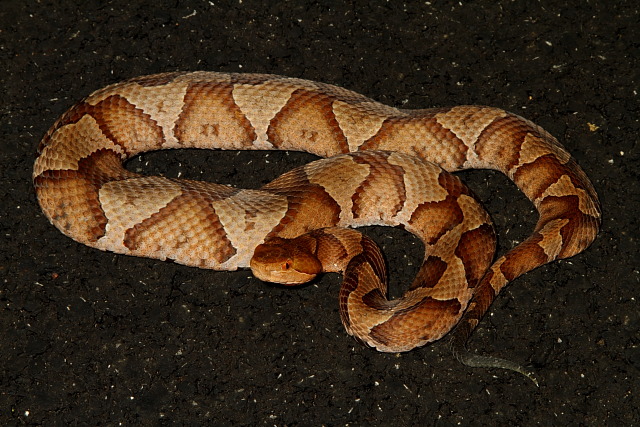 A Copperhead Found Road Cruising June 2011.