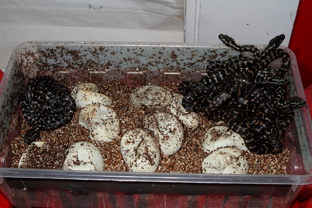 2011 Jungle Clutch #3 Hatched 24 June. Hare X Hare Pairing.
