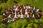 An Intergrade Milk Snake Found 26 June 2011 In Meade County.