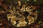 Timber Rattlesnake Found June 2011 in Casey County.