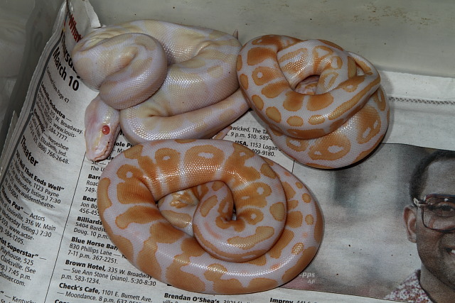 2011 Ball Python Clutch #4 Hatched 25 June. Albinos Only.