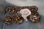 2011 Ball Python Clutch #6.Hatched 30 June. Ivory and Yellowbelly From YellowBelly X YellowBelly Pairing.