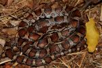 An Eastern Milk Snake From Casey County, KY June 2011.