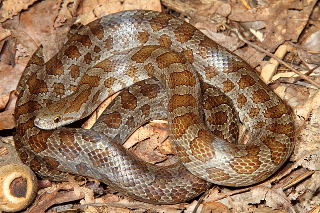 A Prairie Kingsnake From The Cave Region Found May 2011.