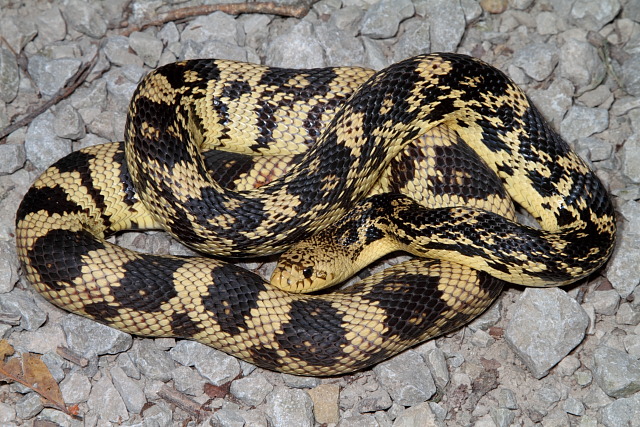 Kentucky Pine Snake Photographed On A Road 3 July 2011.