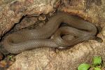 Gravid Queen Snake Found July 2011.