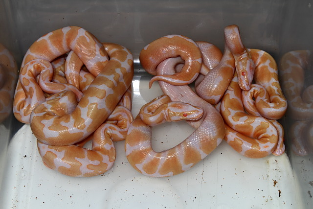 2011 Ball Python Clutch #7 Hatch 15 July. Albino Tiger X Albino Tiger.