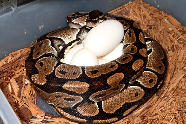 2011 Ball Python Clutch #10 Laid 18 July. Albino X Het Albino.