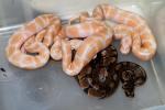 2011 Ball Python Clutch #9 Hatched 1 August. Albino Poss. Het. Snow Male X Poss. Double Het. Snow Female.