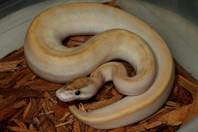 Ivory Female Ball Python Holdback Hatched 2011.