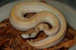 Ivory Female Ball Python Holdback Hatched 2011.