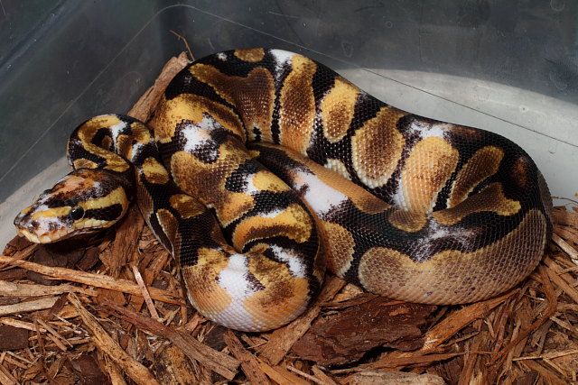 Paradox Albino Ball Python Male #1235 Hatched 2011.