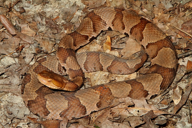 Copperhead From North Central KY Summer 2011.