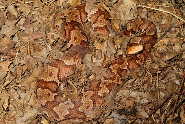 Copperhead From South Central KY Fall 2011.