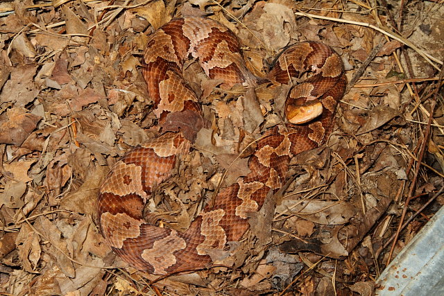 Copperhead From South Central KY Fall 2011.