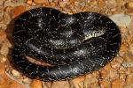 Black Kingsnake From Western Kentucky September 2011.