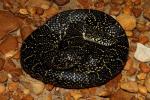 Black X Speckled Kingsnake Intergrade From Western Kentucky September 2011.