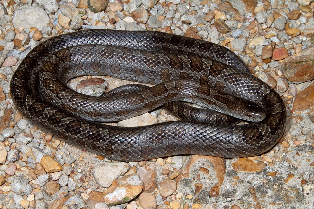 Prairie Kingsnake From West Kentucky September 2011.