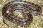 Prairie Kingsnake From West Kentucky September 2011.