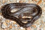 Prairie Kingsnake From West Kentucky September 2011.