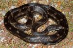 Rat Snake Found in West Kentucky September 2011. 