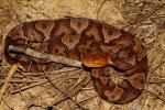 Dew-Covered Copperhead Found September 2011.