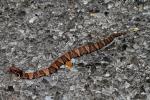 Baby Cottonmouth Found On The Road September 2011.