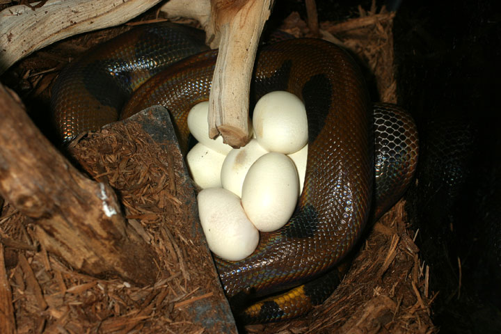 Female On Eggs.