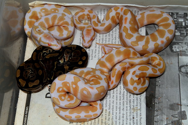 Ball Python 2011 Clutch #10. Albino X Het Albino Hatched 17 September 2011.