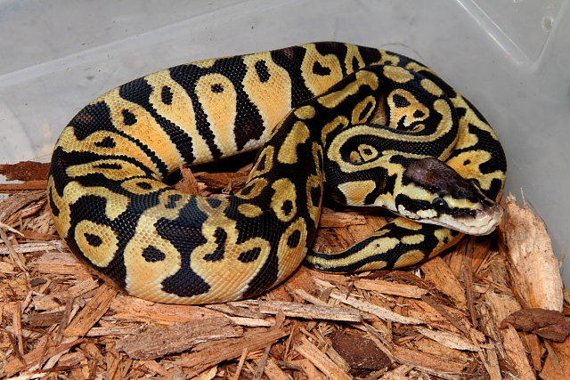 Female Pastel Hatched 2011. Future Breeder.