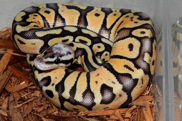 Female Super Pastel Hatched 2011 Being Raised For Future Breeding.