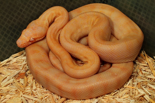 Albino Carpet Python Nov 2011.