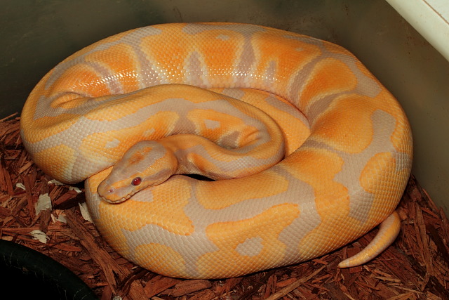 Lavender Albino Ball Python Female Nov 2011.