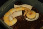 Male Lavendar Albino Breeds Female Pied December 2011.