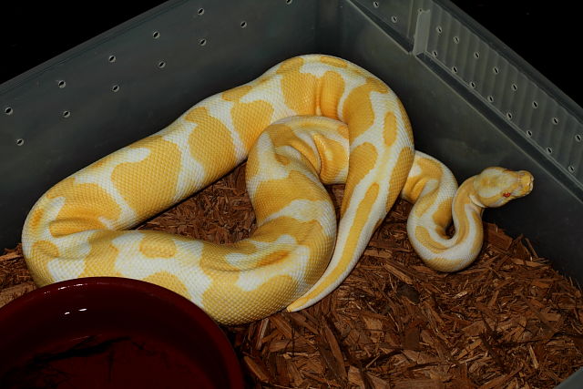 High Contrast Albino Genetic Banded Poss Het Snow Paradox Line Future Breeder January 2012.