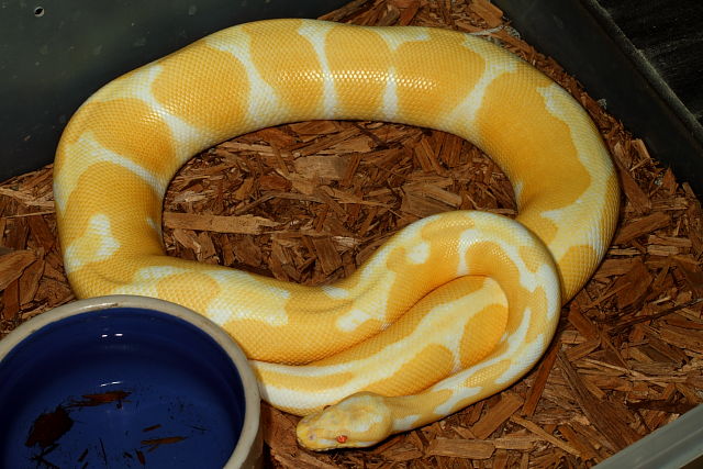 High Contrast Albino Genetic Banded Poss Het Snow Paradox Line Future Breeder January 2012.