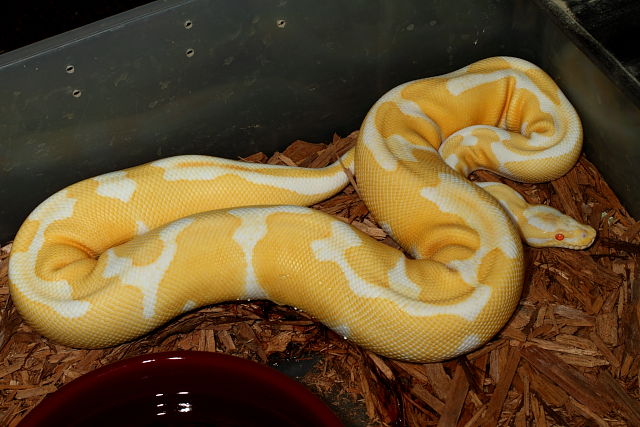 High Contrast Albino Genetic Banded Poss Het Snow Paradox Line Future Breeder January 2012.