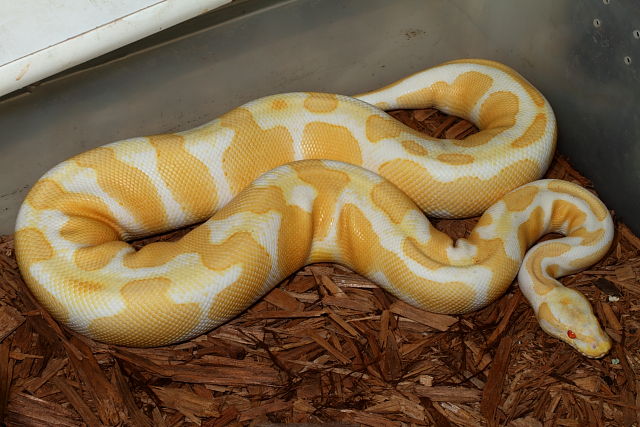 High Contrast Albino Genetic Banded Poss Het Snow Paradox Line Future Breeder January 2012.