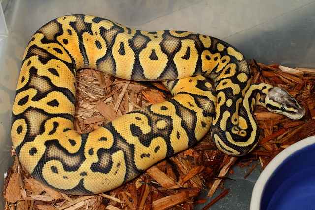 Super Pastel Female Future Breeder January 2012.