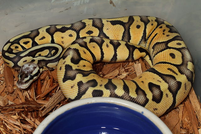 Super Pastel Female Future Breeder January 2012.