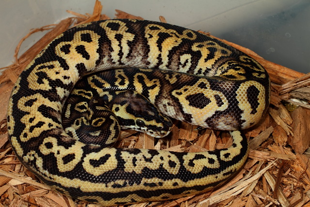 Male Congo Pastel Yellowbelly Feb. 2012.