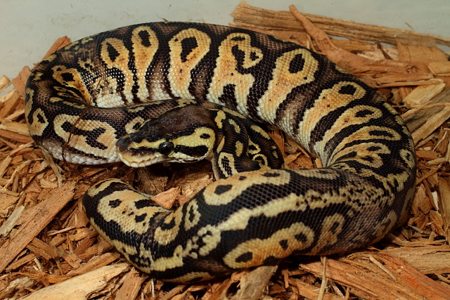 Female Congo Pastel Yellowbelly Feb. 2012.