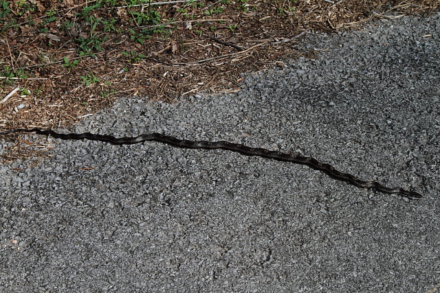 Rat Snake On Road March 2012.