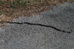 Rat Snake On Road March 2012.