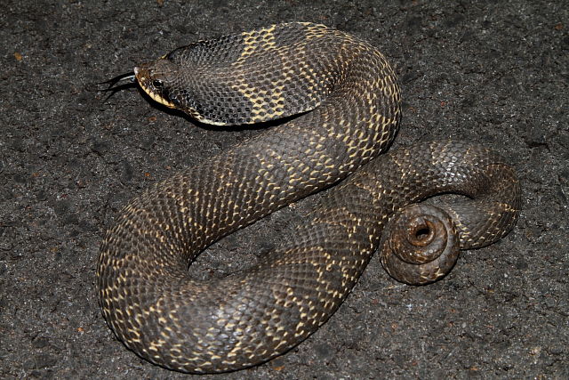 Hognose Found On Road March 2012.