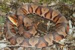 Copperhead Found 18 March 2012.