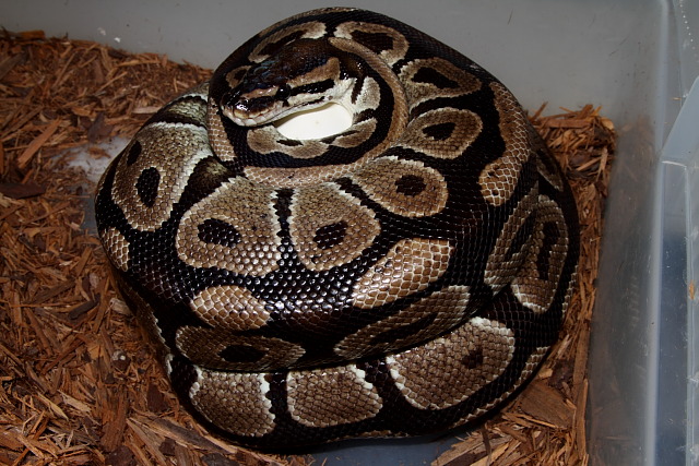 2012 Ball Python Clutch #1 Laid 24 March. Normal Pairing.