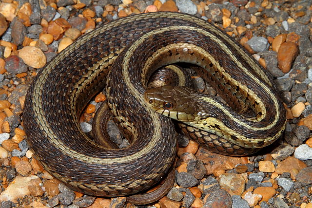 Eastern Garter From The JP 2012.