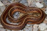 Eastern Garter From Coal Fields County 2012.